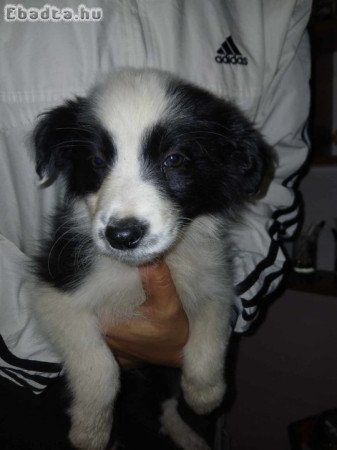 Border collie kiskutyàk