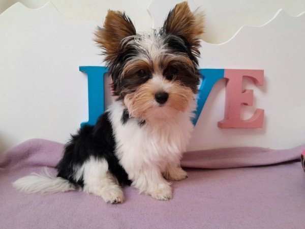 Biewer Yorkshire terrier