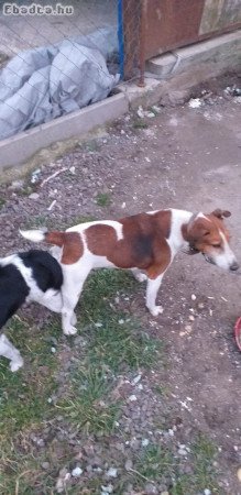 foxi Terrier 2 kan 3 szuka