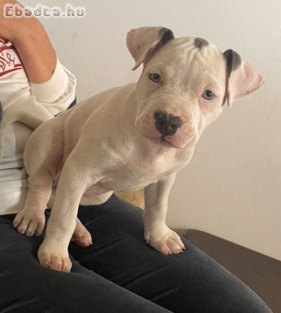 Amerikai Staffordshire terrier kölyök