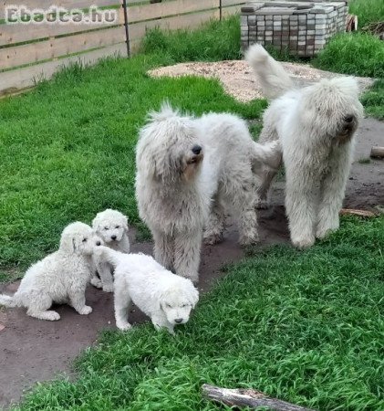 Komondor kölykök eladók!