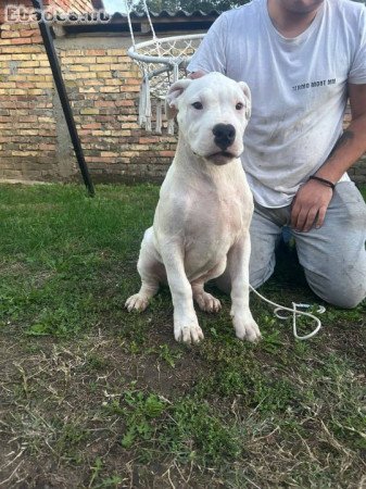 Dogo Argentino puppies