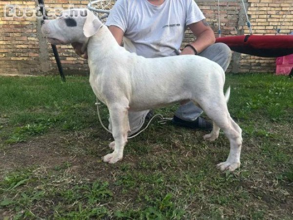 Dogo Argentino puppies