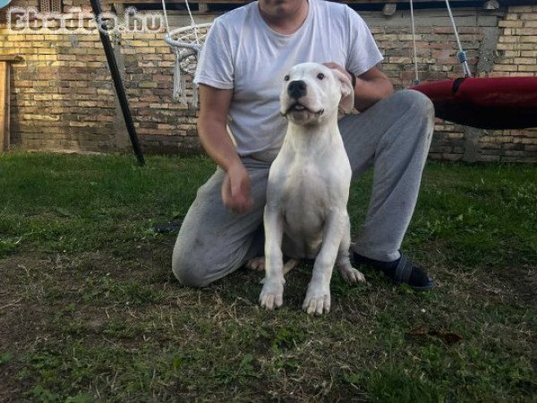 Dogo Argentino puppies