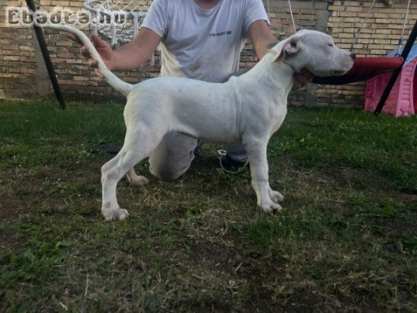 Dogo Argentino puppies