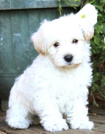 Tibeti terrier