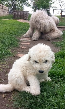 Komondor kölykök eladók!