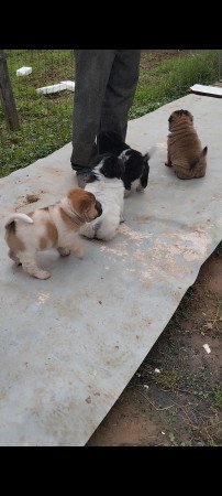 Shar Pei babák gazdit keresnek!