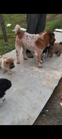 Shar Pei babák gazdit keresnek!