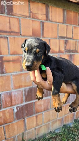 DOBERMAN PUPPIES