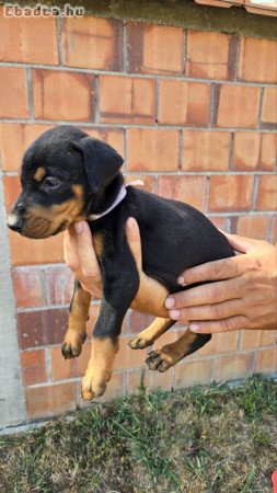 DOBERMAN PUPPIES