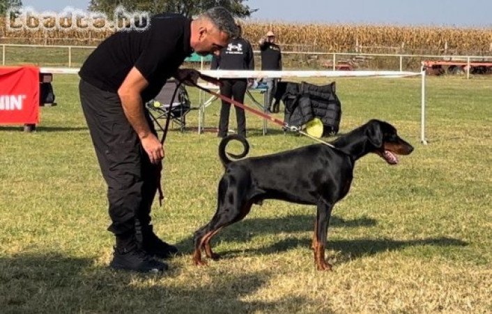 DOBERMAN PUPPIES