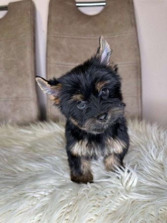 Mini Yorkshire terrier