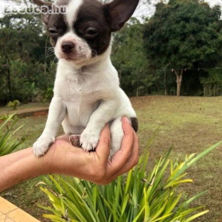 ADORABLE CHIHUAHUA PUPPIES FOR SALE