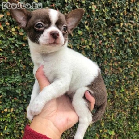 ADORABLE CHIHUAHUA PUPPIES FOR SALE