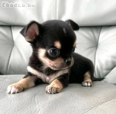 ADORABLE CHIHUAHUA PUPPIES FOR SALE