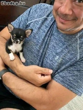 ADORABLE CHIHUAHUA PUPPIES FOR SALE