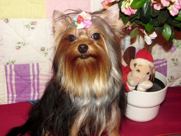 Yorkshire Terrier, Yorki