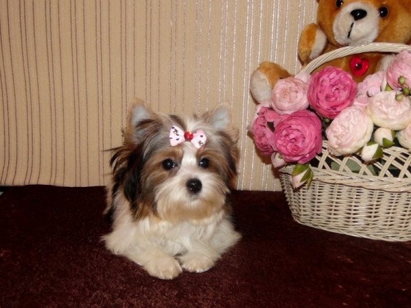 Biewer Yorkshire Terrier Yorki