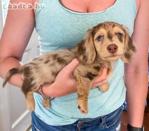 Dachshund puppies for adoption and rehoming