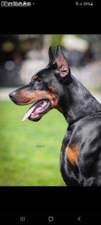 Pure breed Doberman for sale