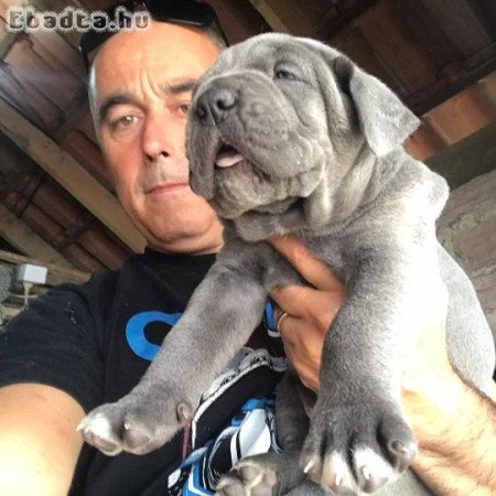 Cane corso puppies for adoption