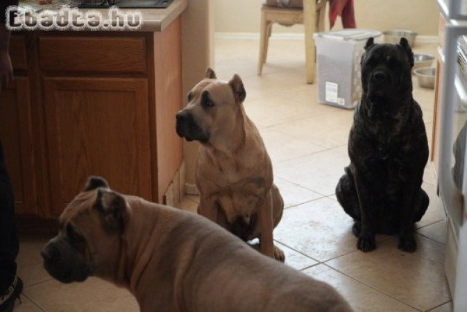 Cane corso puppies for adoption