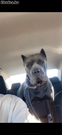 Cane corso puppies for adoption