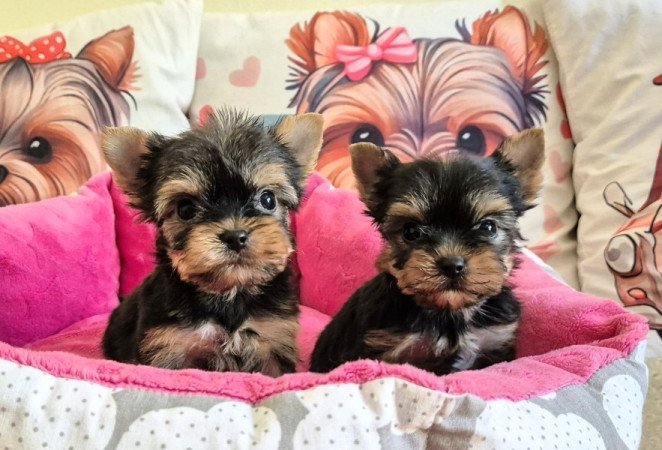 Yorkshire terrier