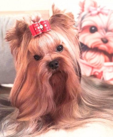 Yorkshire terrier