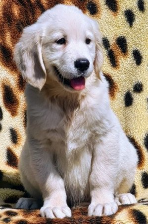 Golden retriever