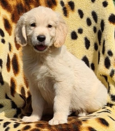 Golden retriever