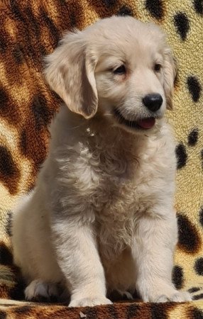 Golden retriever