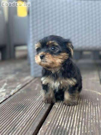 Yorkshire terriers for sale