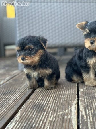 Yorkshire terriers for sale