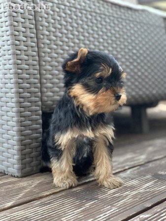 Yorkshire terriers for sale