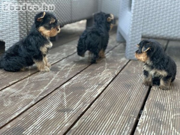 Yorkshire terriers for sale