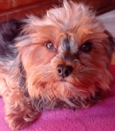 Yorkshire terrier