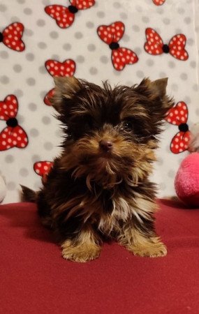 Csokoládé Yorkshire terrier, Csoki yorkie, yorki