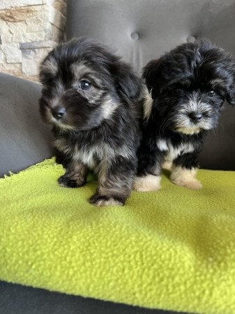 Bichon havanese