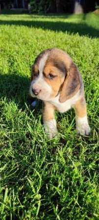 Beagle