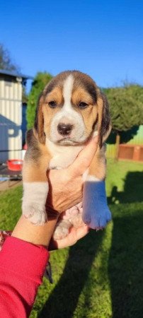 Beagle