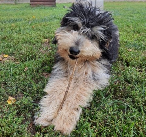 Mini Aussiedoodle blue merle