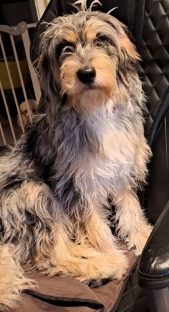 Aussiedoodle Blue Merle F1