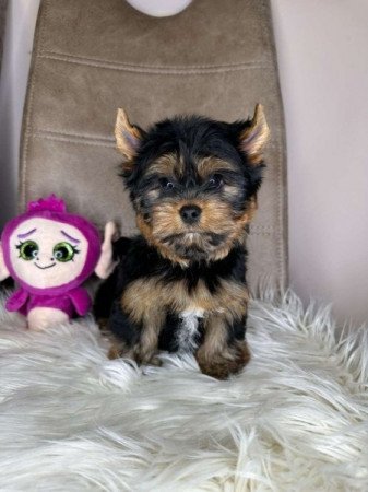 Mini Yorkshire terrier