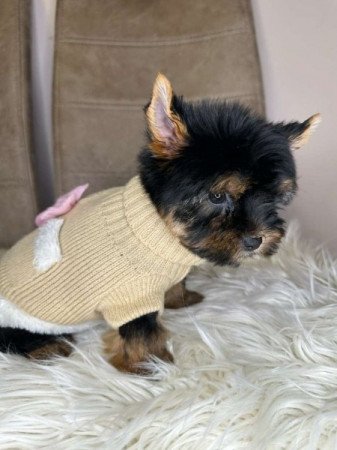 Mini Yorkshire terrier