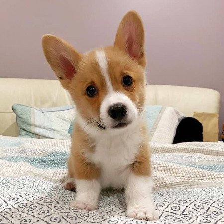 Pembroke Welsh Corgi Welpen