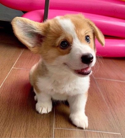 Pembroke Welsh Corgi Welpen