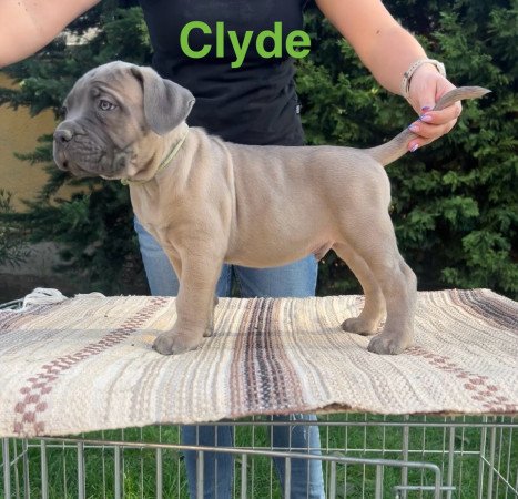 Cane corso kölykök