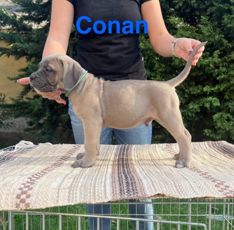 Cane corso kölykök